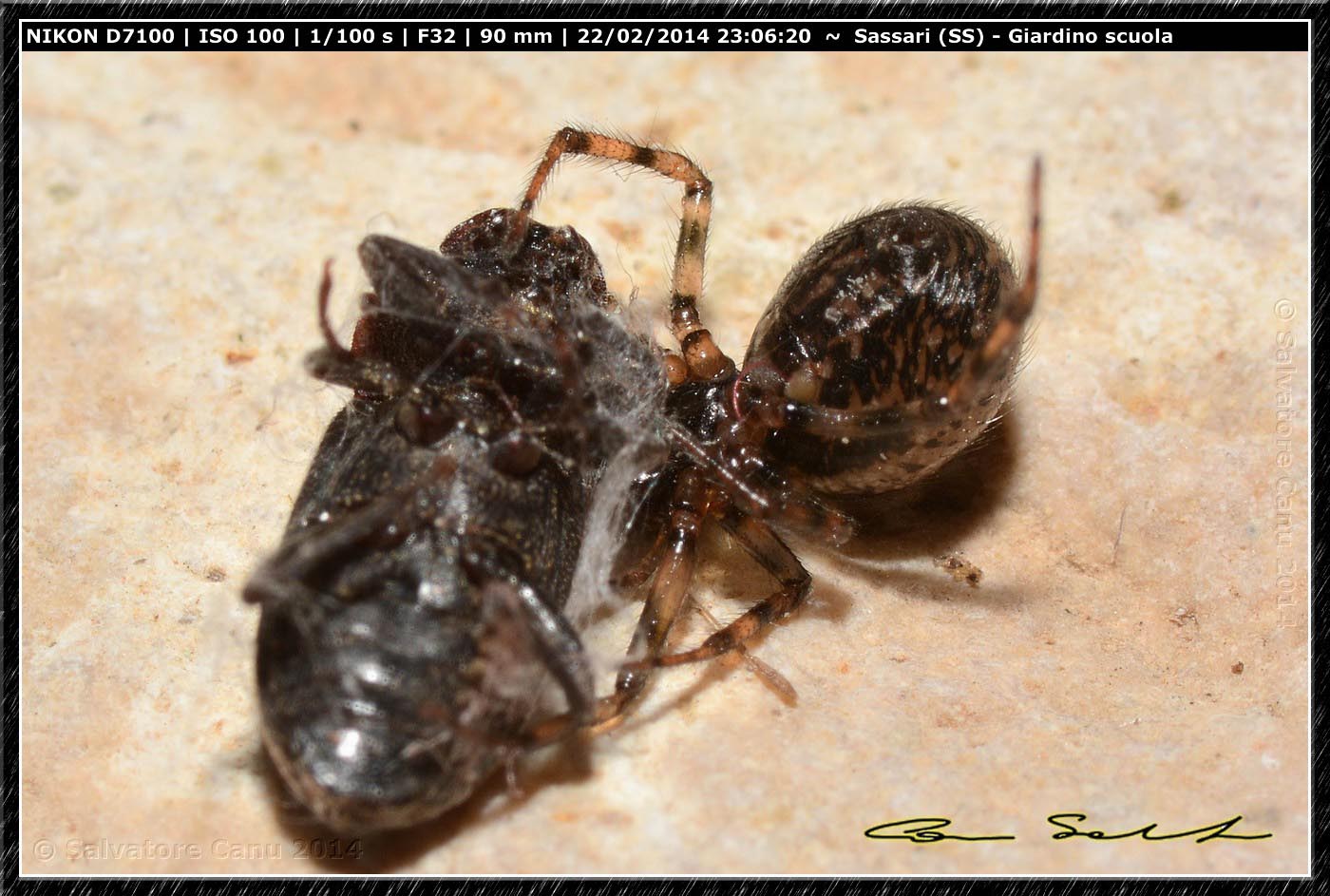 Steatoda grossa e Enoplognatha mandibularis - Sassari